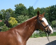 Well trained Anglo Arab horse for adoption
