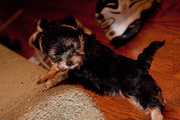 Home Raised Yorkie Puppy for Adoption