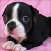 Zoey The female Boston Terrier Puppy For Sale