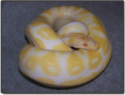 Ball Python for Adoption with everything