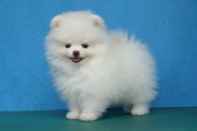 free pomeranian puppy 