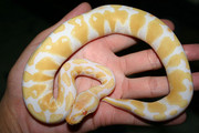piebalds and albino pythons for adoption