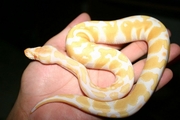 piebalds and albino ball pythons for adoption