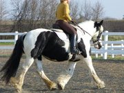 15.3hh Gypsy Vanner Mare for Adoption